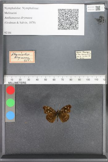 Media type: image;   Entomology 91393